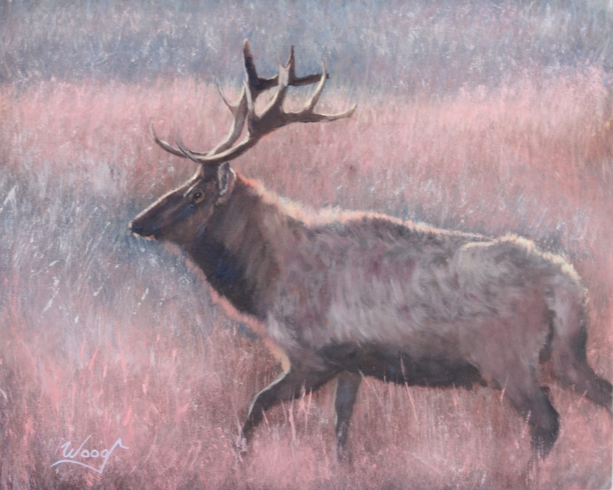 Elk in Morning Light, original oil painting of a bull elk by George Wood